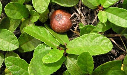 土枇杷的功效与作用-我的快乐小窝