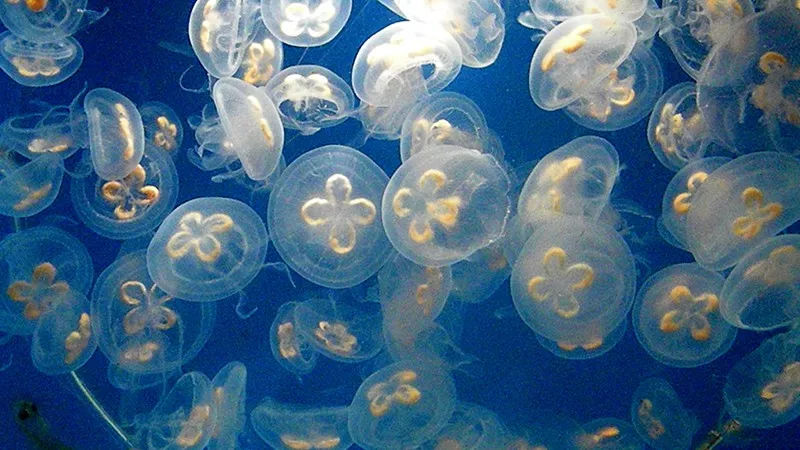 比恐龙还古老,"水中大熊猫"桃花水母,为何重现人间?