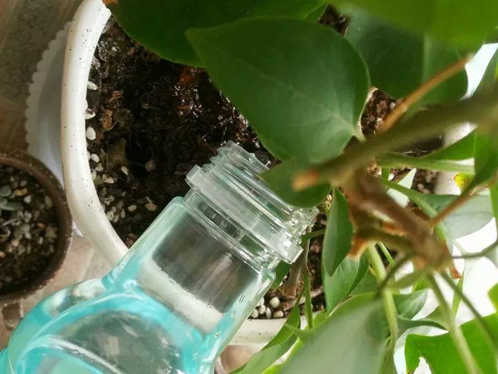 这12种花快施肥，根壮叶绿，还能提早开花