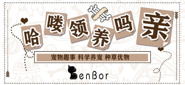 养马犬的十大弊端及警犬是否需绝育的真相揭秘
