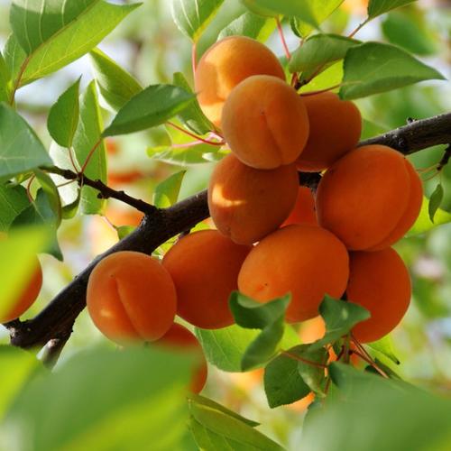 杏树种植,杏树种植时间和方法