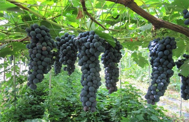 夏黑葡萄利尿消肿，养颜美容，果农掌握种植要点，收获高产葡萄