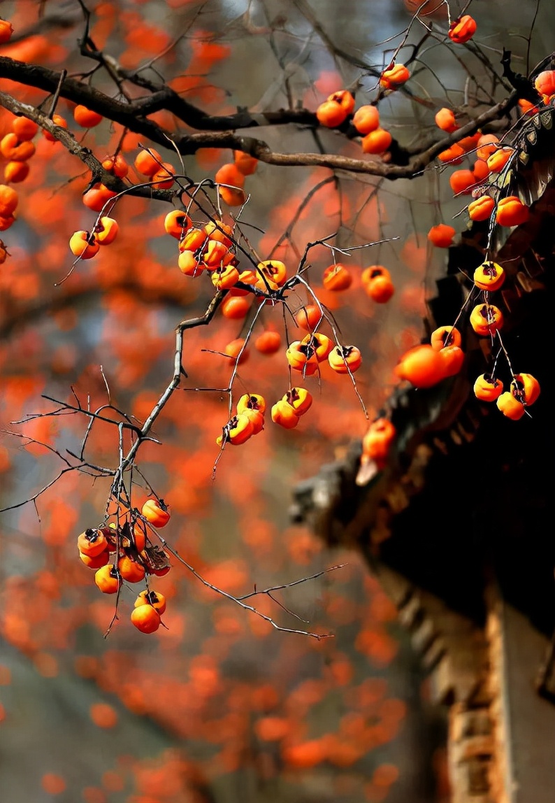 欲学郑虔书坠叶,何人解有寄来时.