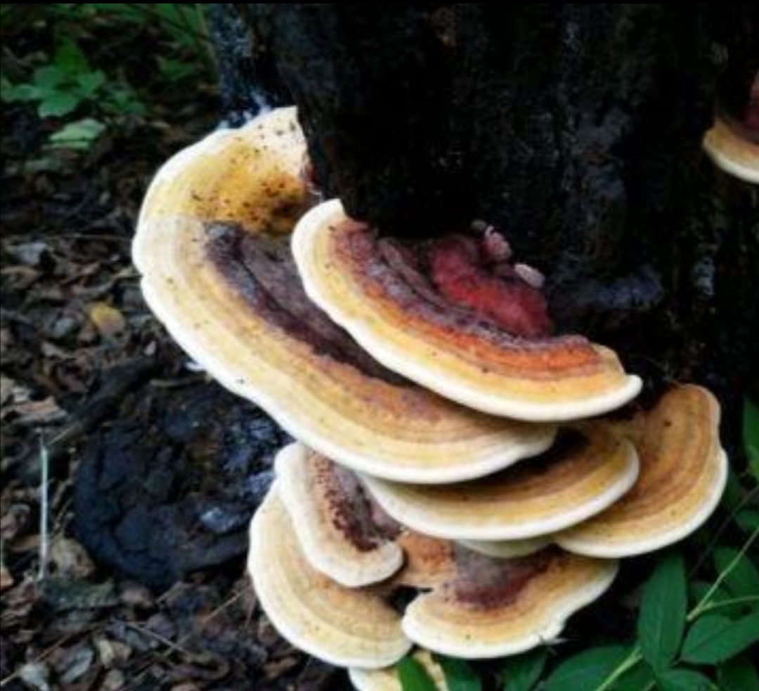 槐耳清膏的作用与功效-我的快乐小窝