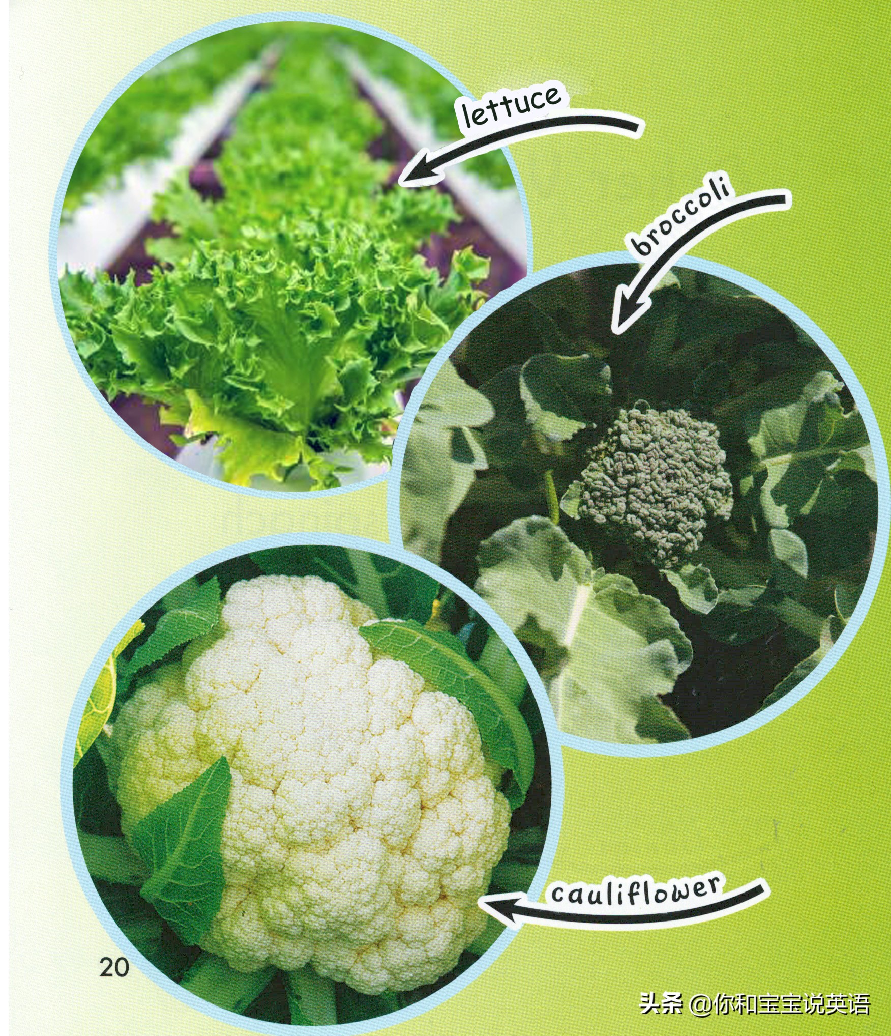采摘亲子英文+科普—草莓蓝莓、萝卜白菜，谁长地上，谁长藤上？