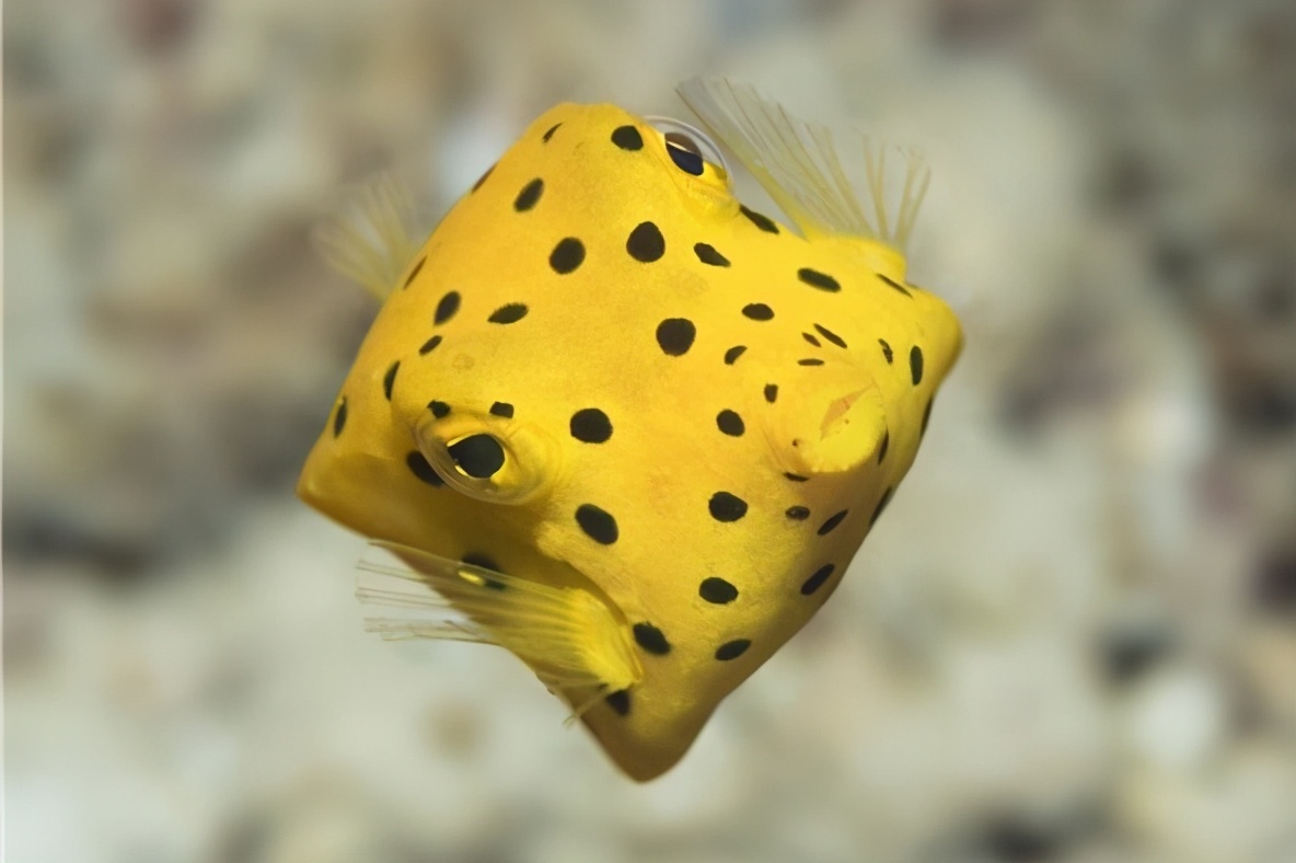 箱豚鱼图片(粒突箱鲀超级萌的有毒小鱼介绍)