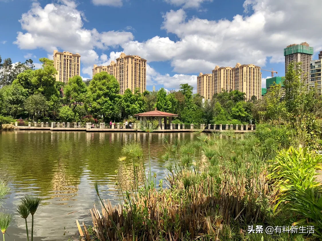 碧空如洗，花枝招展，天鹅拂翅…昆明春色妖娆，已经美到窒息