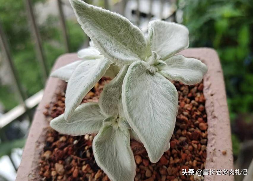 多肉烂叶片的原因及处理方法你知道多少?不了解的话赶紧来看看