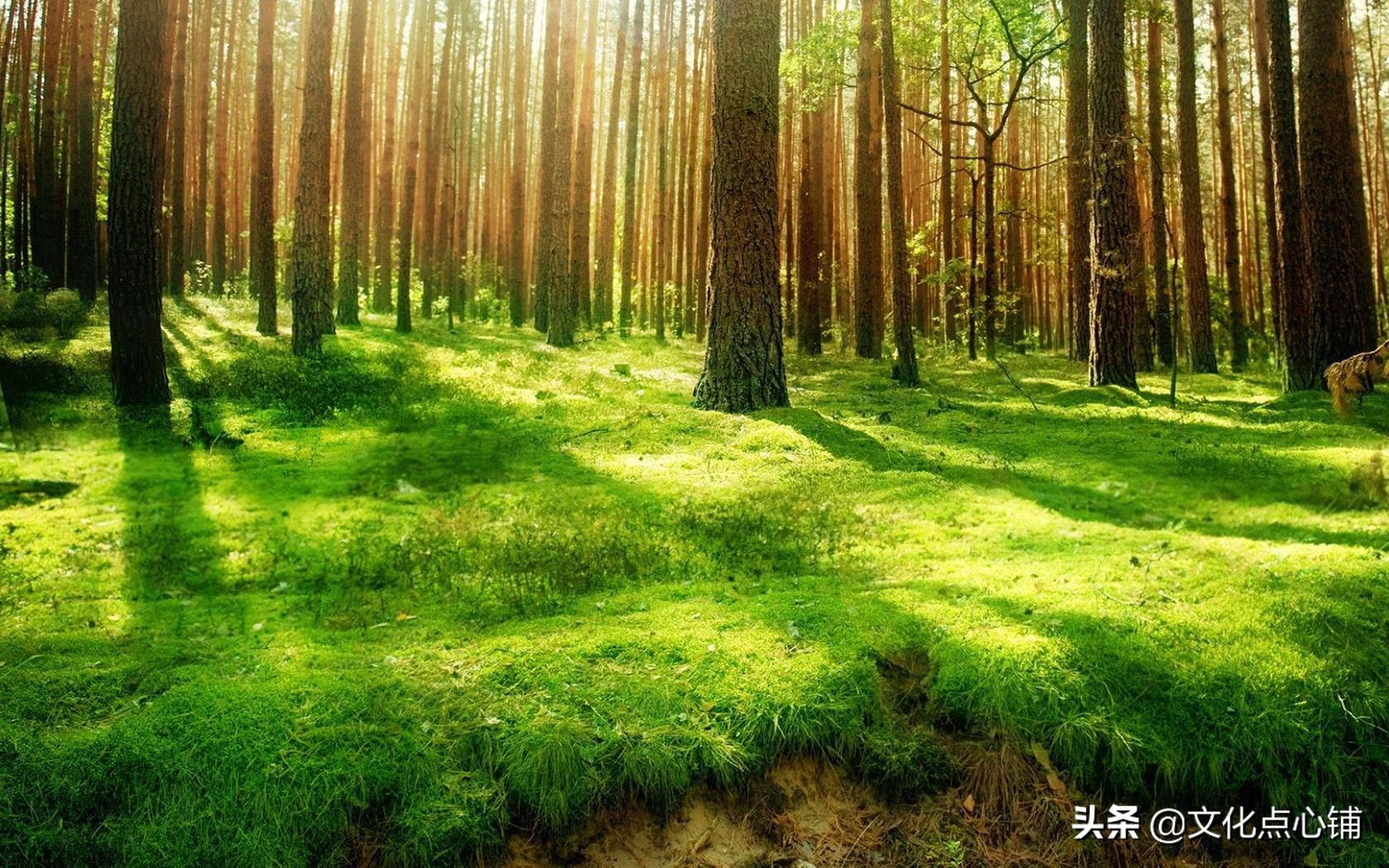 王维的一首唯美空灵小诗，只20字中小学生必背，值得为孩子收藏