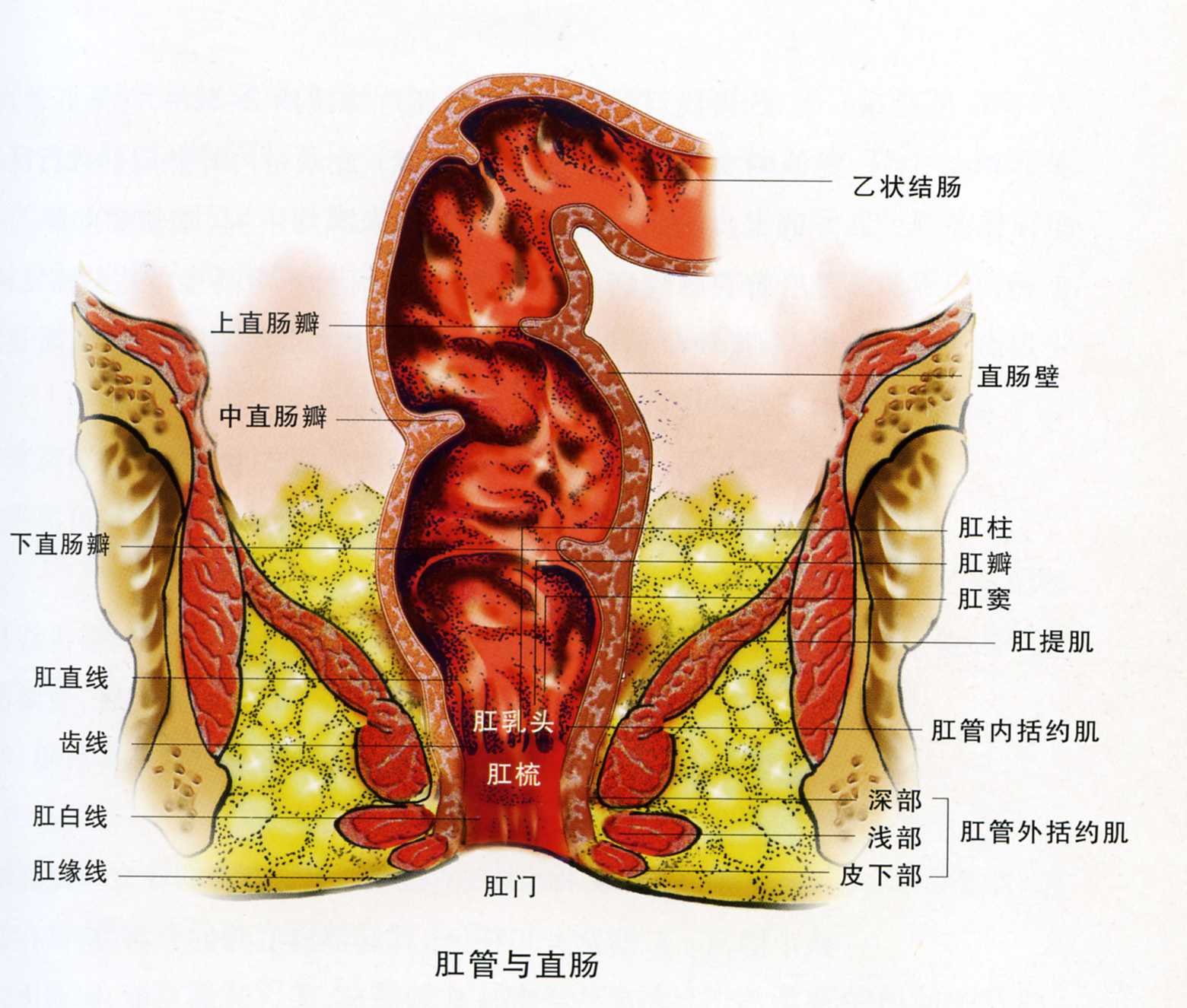 做完肛瘻手術,疼到你懷疑人生,生孩子那點痛算什麼