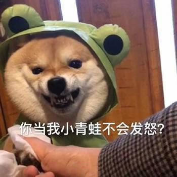 小柴犬的表情包来个热吻吗？宝贝儿