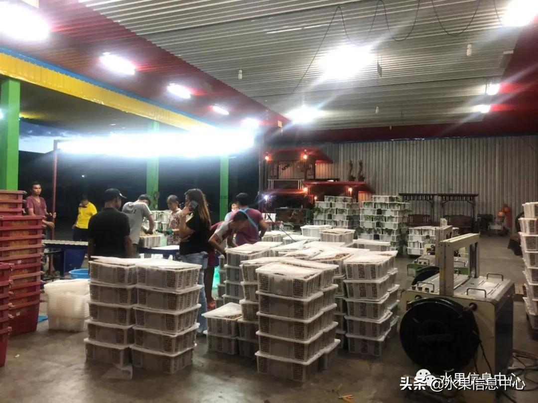龙眼什么时候开花（泰国龙眼的等级区分标准）