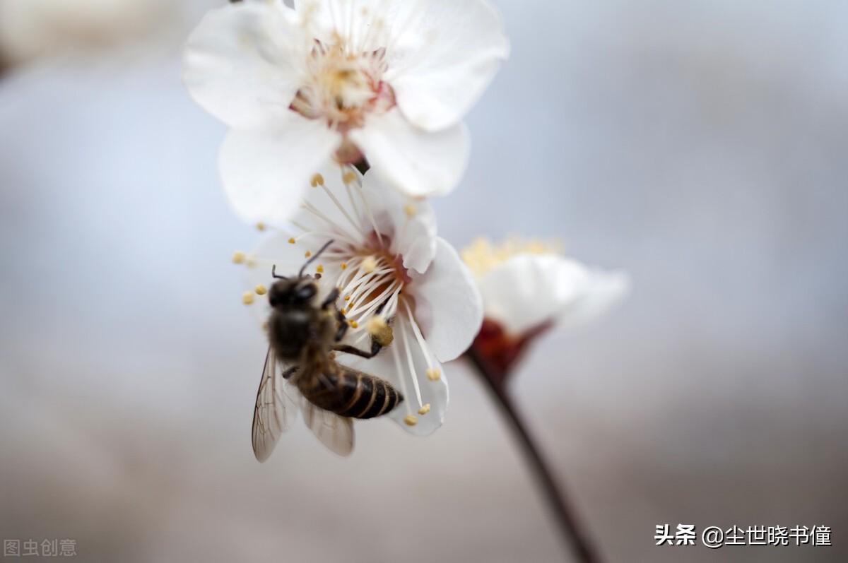 一首很伤感的咏梅诗，不仅写出了梅花的个性，同时还句句有深意