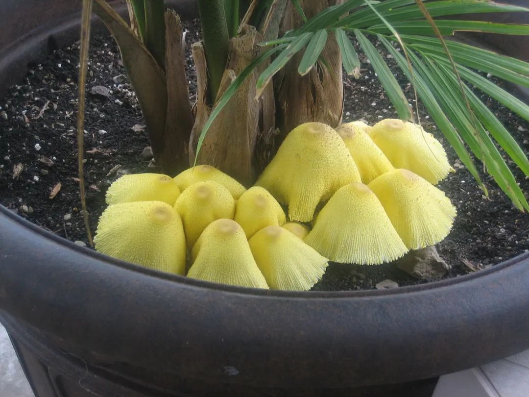 霉菌是真菌还是细菌（几种方法清除都不用买杀菌剂）