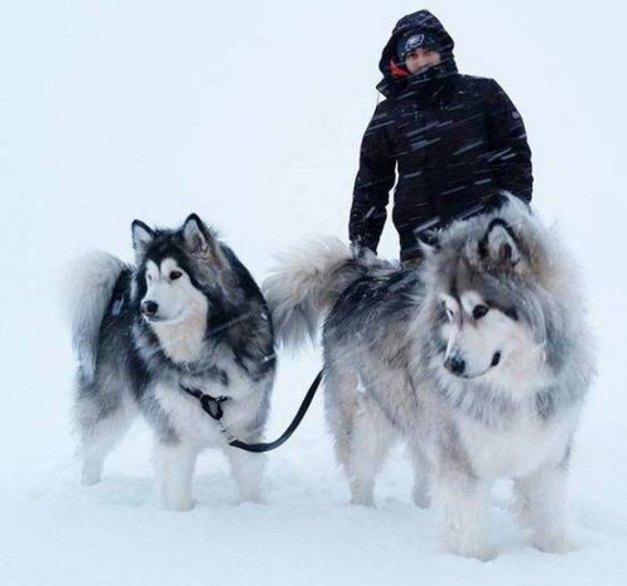 阿拉斯加犬图片（雪橇三傻阿拉斯加犬的七大缺点）