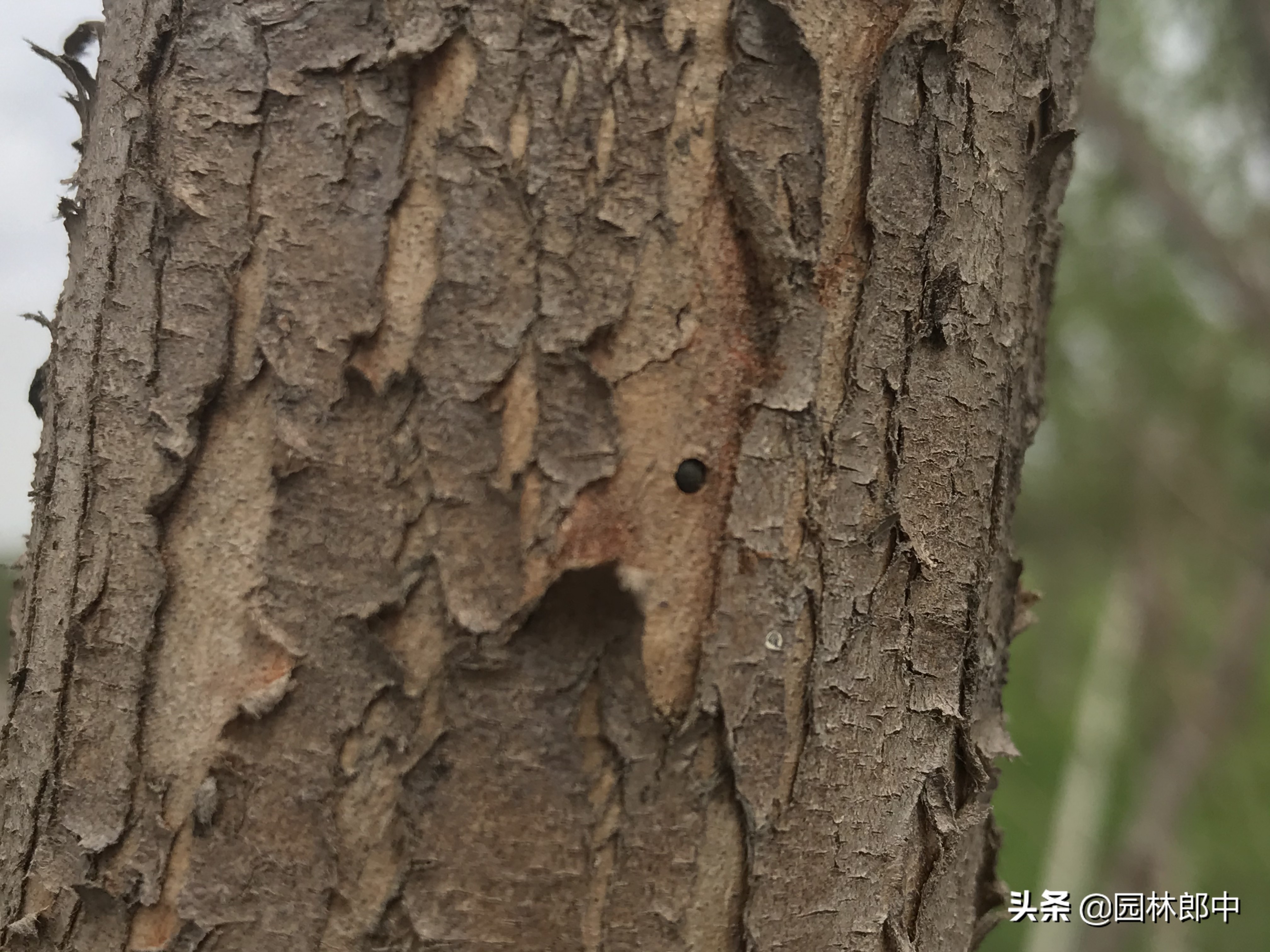 小虫子大危害,5~6月份小蠹虫危害高峰期,该如何进行防治?