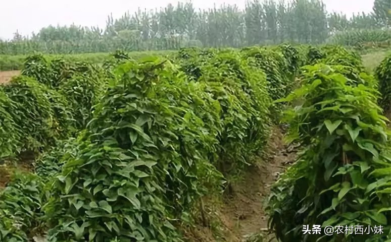 山药种植方法和时间（干货分享山药的种植小窍门）