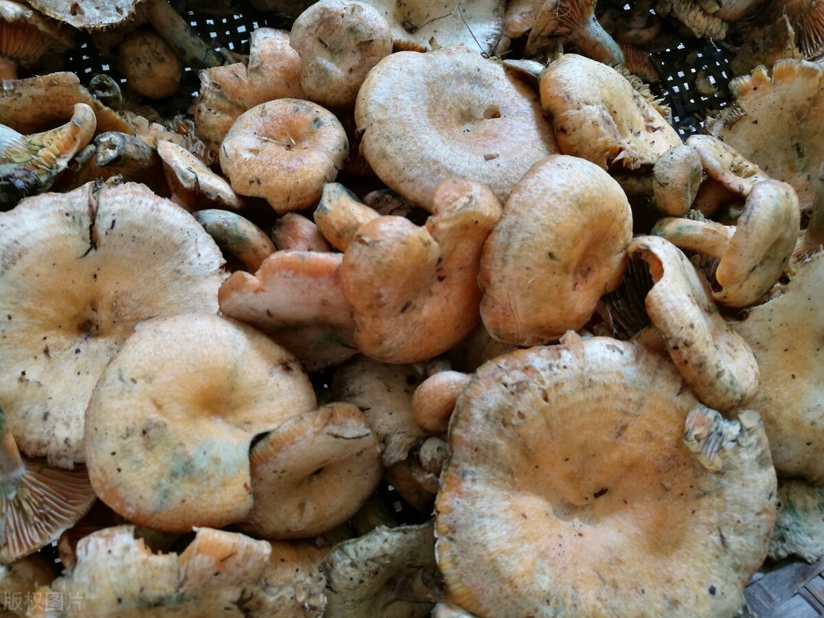 江西丘陵山区的清明菇,美味松乳菇