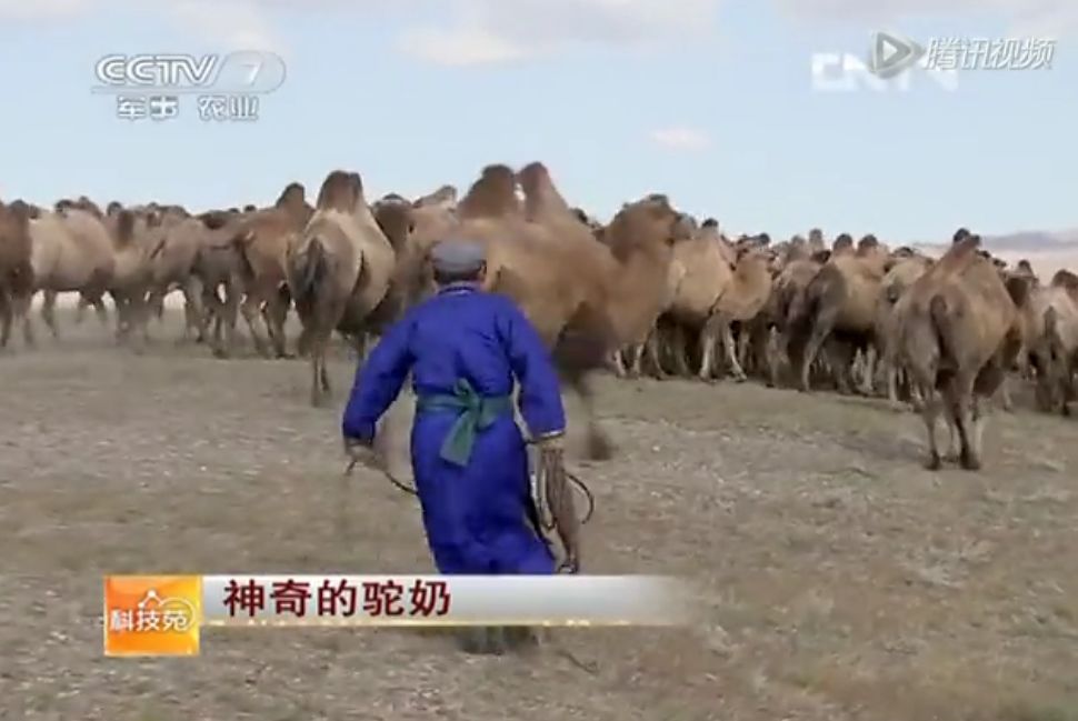 最火的天然食物——驼奶，是一场骗局吗？专家3600字详细解析