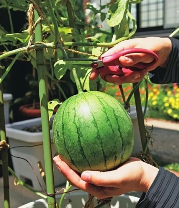 西瓜种植方法和技术（阳台上成功栽培西瓜的小窍门）