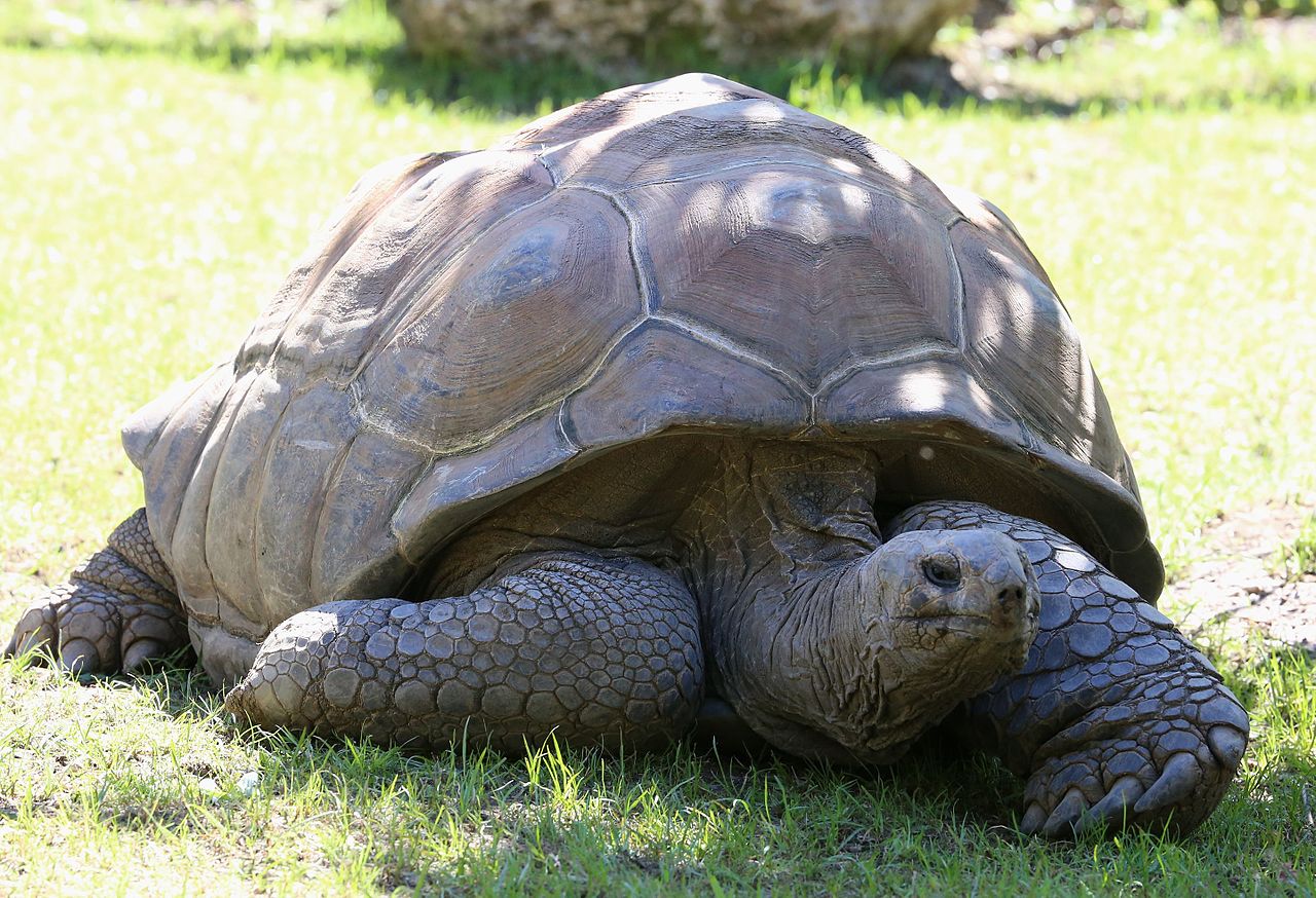 乌龟寿命最长多少年？为什么乌龟会如此长寿呢？