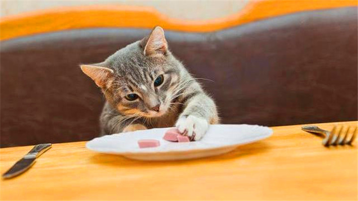 野猫吃什么食物（这10样食物小猫看到都会流口水）