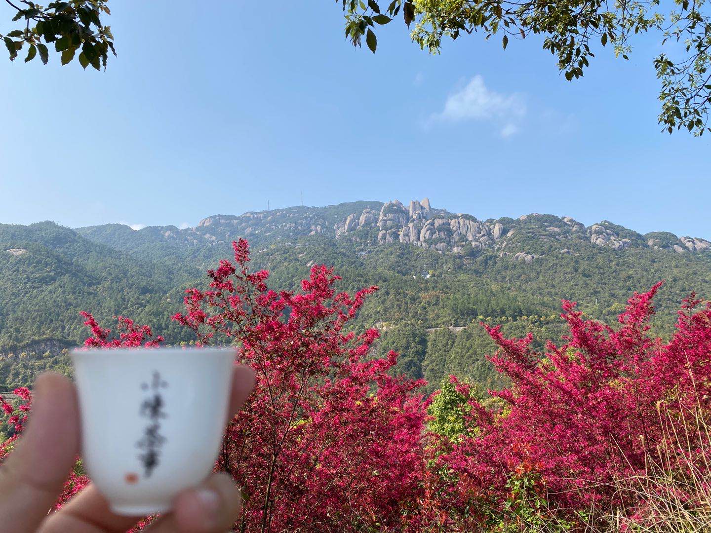 白茶属于红茶还是绿茶（喝懂白茶的7个基础知识）