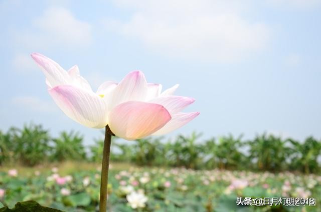 七佛译师两次“破戒”娶妻，因正史记载而扑朔迷离，今有望澄清