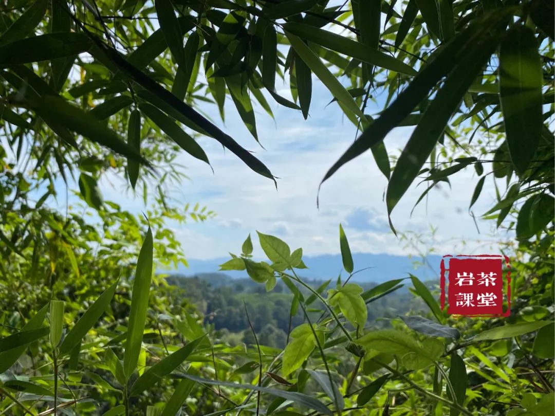 最好的肉桂是正岩肉桂吗？牛栏坑肉桂、马头岩肉桂，都是顶尖货？