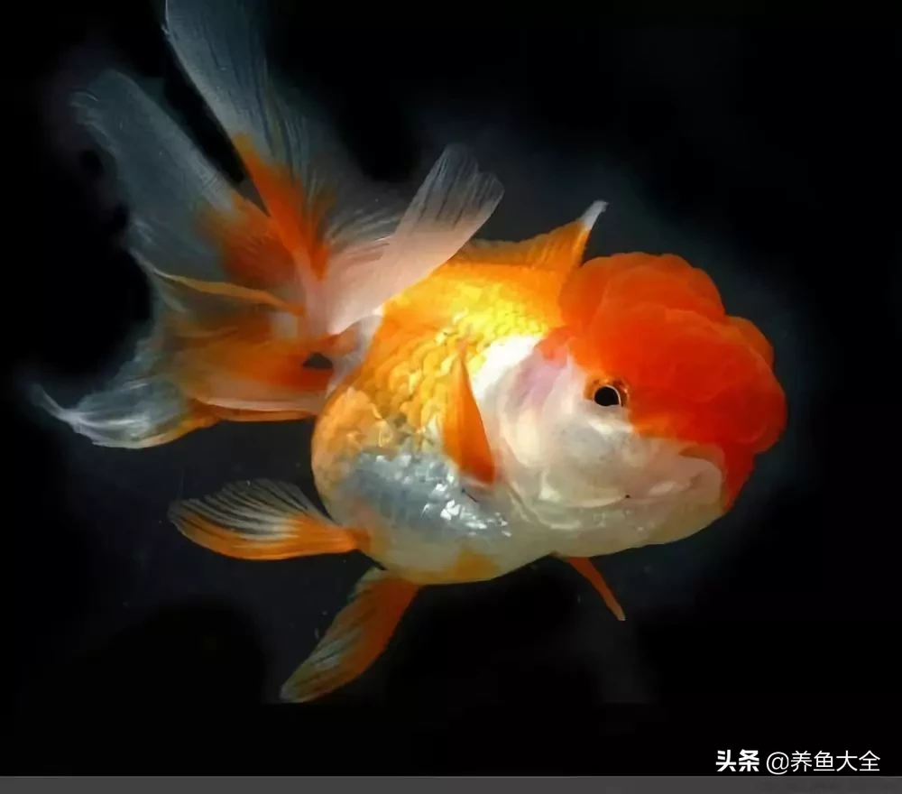 超红凤尾短鲷介绍_紫鳍凤尾短鲷_紫鳍公主短鲷