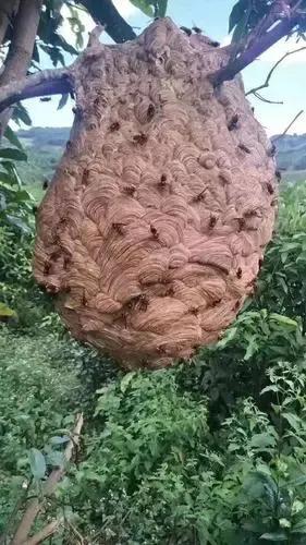 出动消防队消灭？三针就能杀头牛，虎头蜂到底有多恐怖？