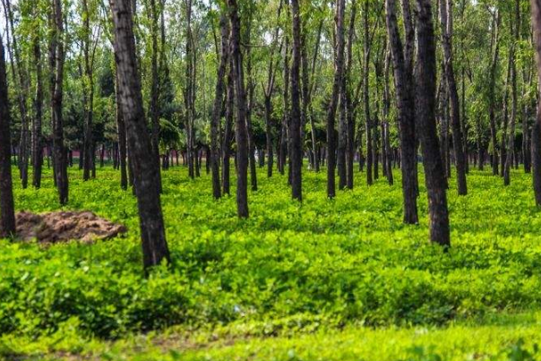 13年前蒙古女郎命案反转！美艳模特惨被炸死，是马来西亚高官情妇