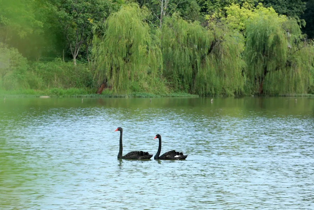 金职喊你免费吃鱼啦