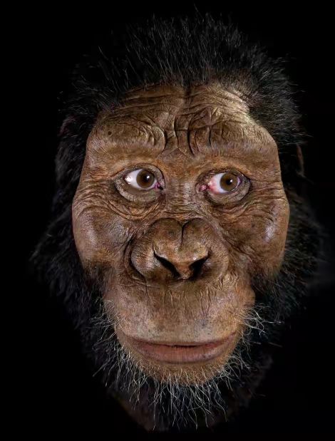 森林古猿祖先图片