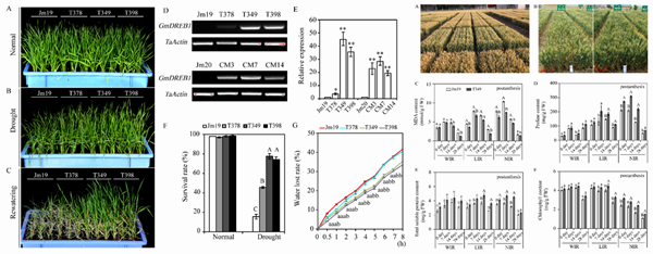 西北农林科技大学化学与药学院（骄傲）