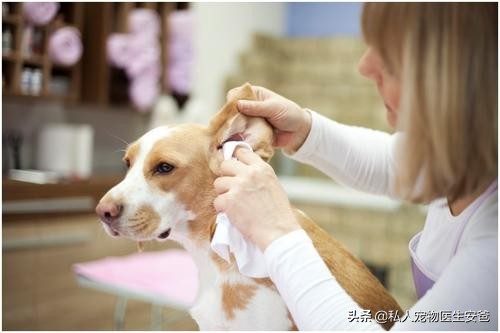 安爸告诉您狗狗常见的耳部疾病及其处理方法