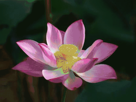 重庆看荷花的地方来啦！错过再等一年......