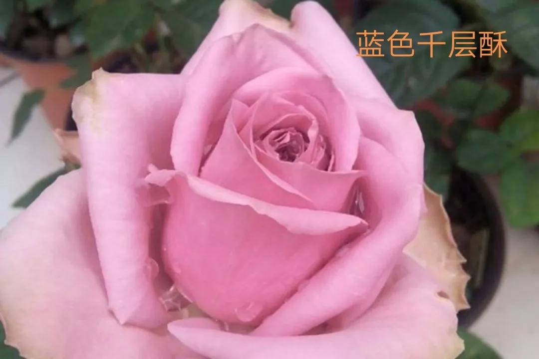 白荔枝玫瑰花语是什么（常见切花月季一览）