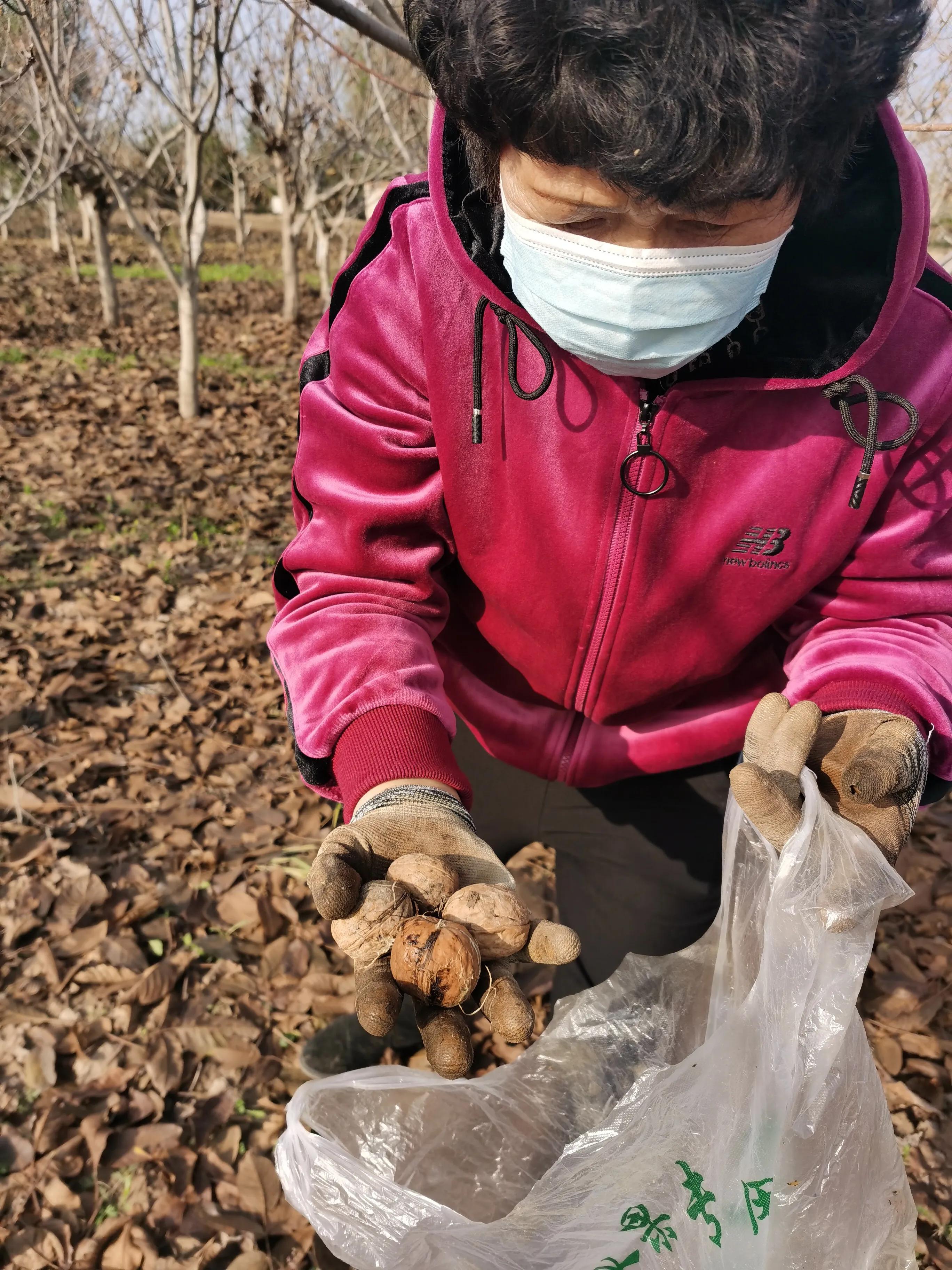 《西江月61采摘核桃》
