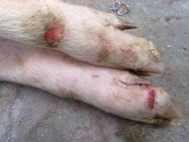 猪口蹄疫危害极大,死亡率高,症状明显,这些方法可以治疗和预防