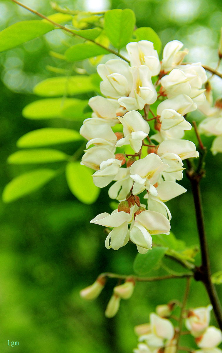 红花刺槐花语:隐秘的爱,隐居的美人_达一风水网
