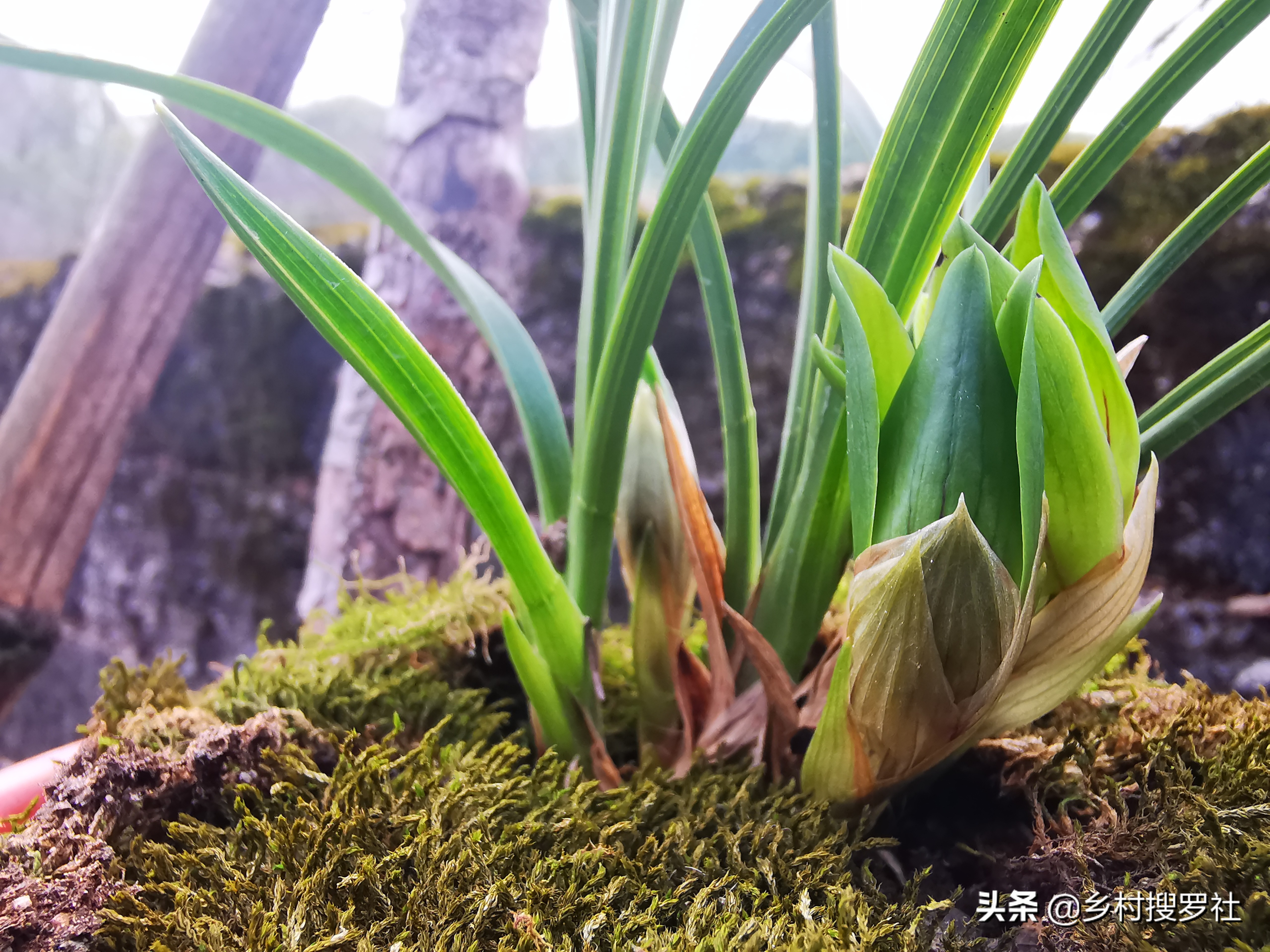兰花催花技巧，除了露水和磷酸二氢钾，还有两种效果也很不错