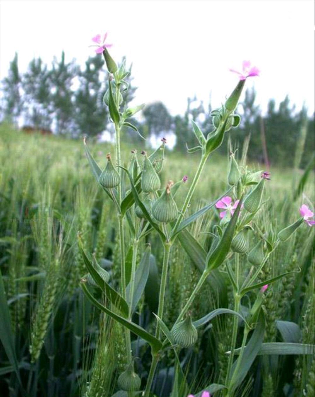 野菜大全图片及名称（图文讲解38种常见的野菜）