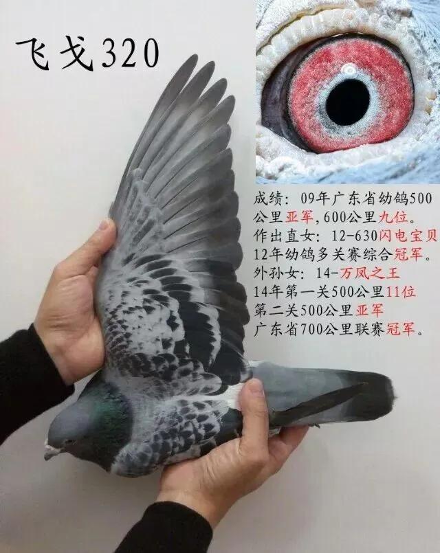 异色反目当优？
