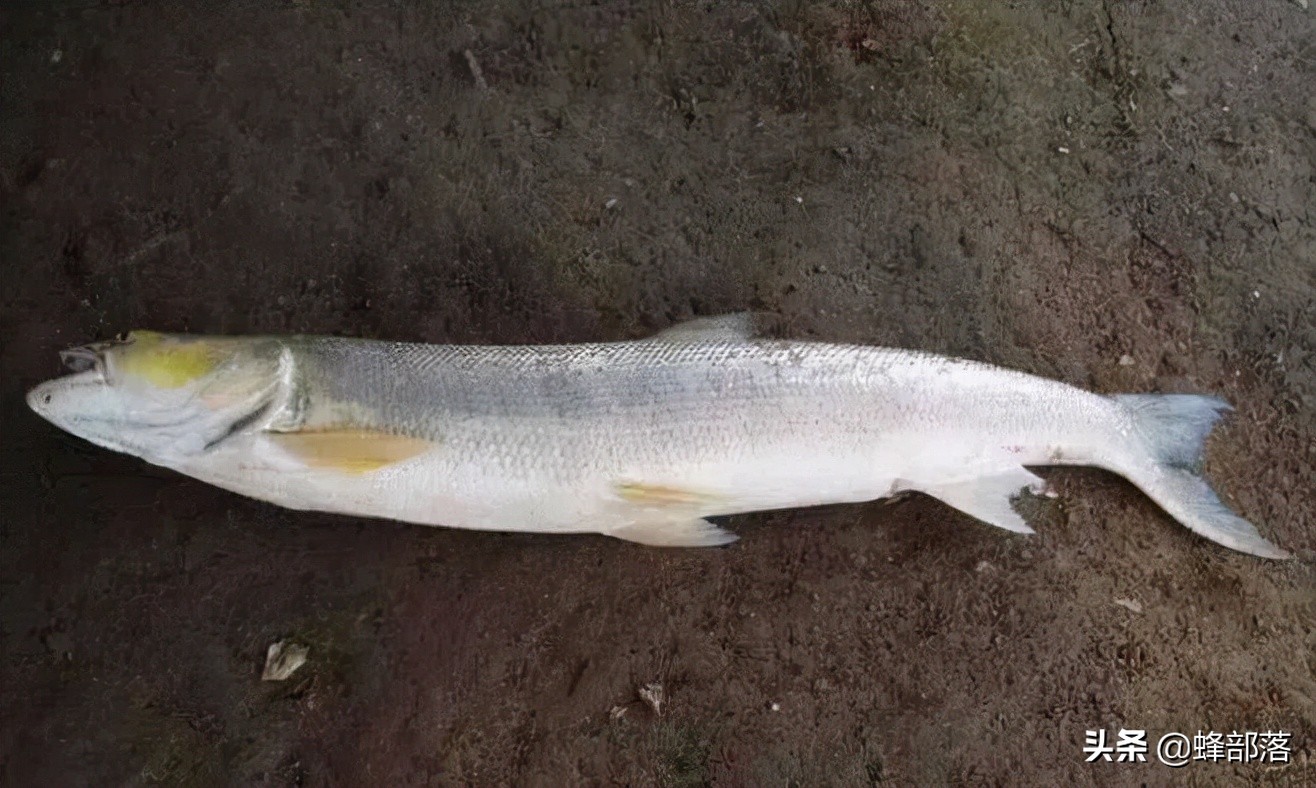 鳡魚多少錢一斤,鳡魚多少錢一斤2021