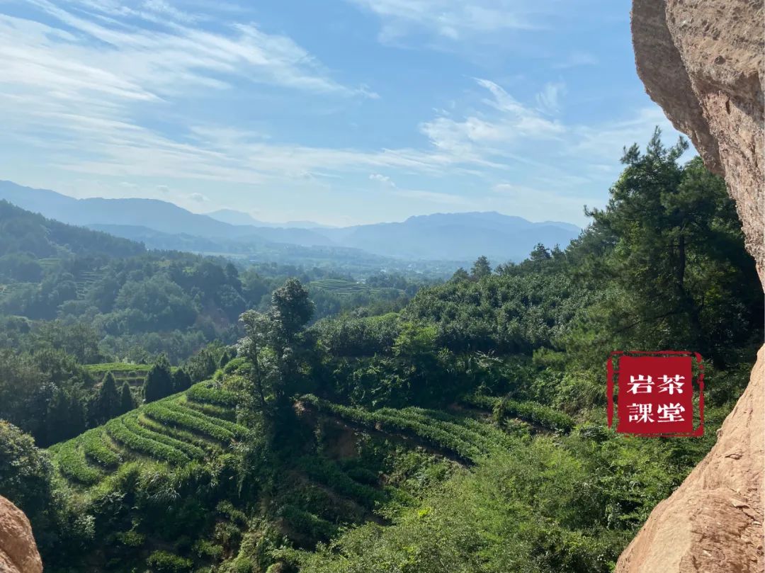 最好的肉桂是正岩肉桂吗？牛栏坑肉桂、马头岩肉桂，都是顶尖货？