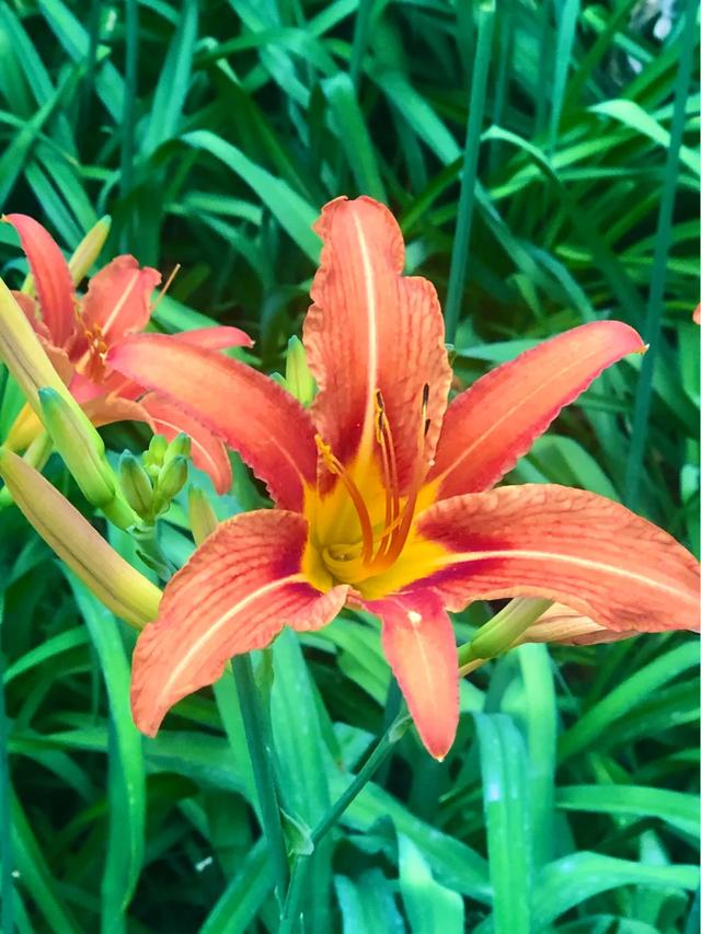 萱草花又曰忘忧草 花语寓意母亲之花