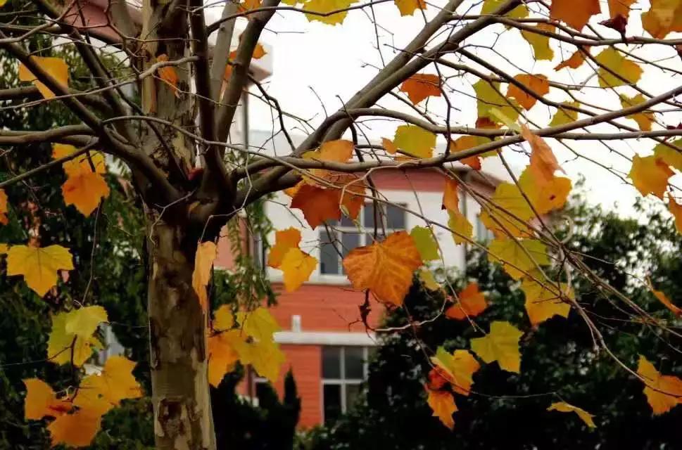 临朐县实验中学︱谭志芹：在最美的时光遇到最好的自己