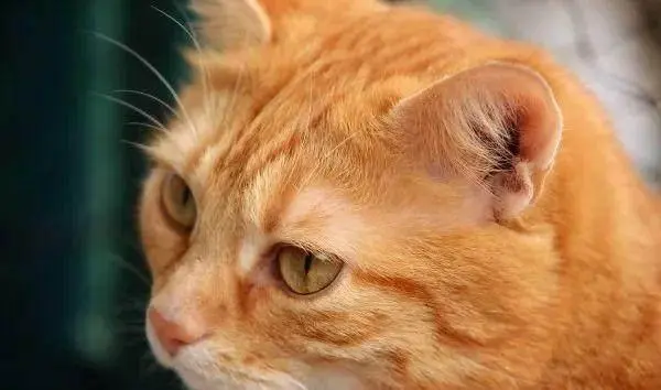 常见的猫咪皮肤病有哪些？如何治疗和预防猫癣和猫咪黑下巴？