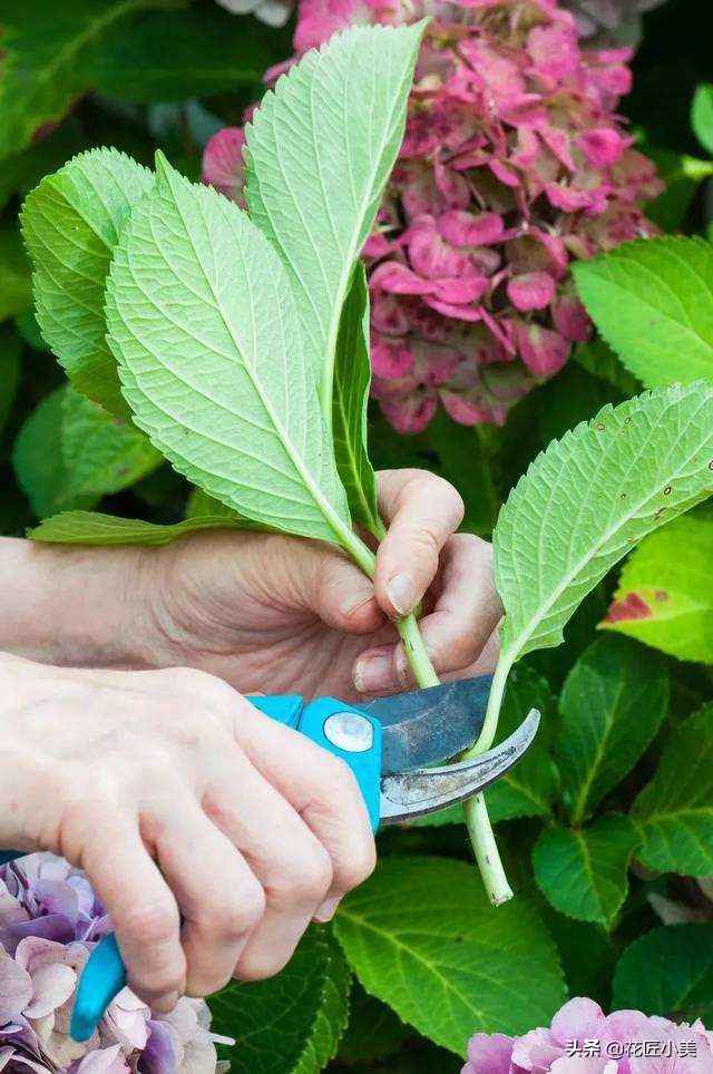 绣球花什么时候开花（绣球花养护知识大全）